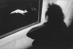 cinematograph, copyright Heini Stucki