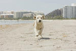 Marley and Me Bild zu: Marley and Me