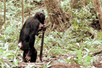 Bild zu: Rise of the Planet of the Apes