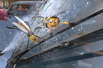 Bild zu: Bee Movie - Das Honigkomplott